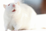 rata